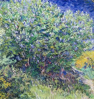 Vincent van Gogh, "Arbusto lilás", Museu Hermitage, São Petersburgo