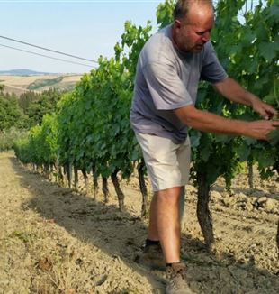 Francesco Zarpellon nas vinhas de Mocine